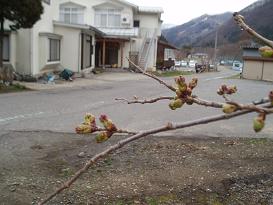 桜　4月13日.jpg