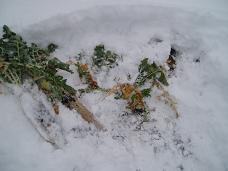 雪の中の大根.jpg