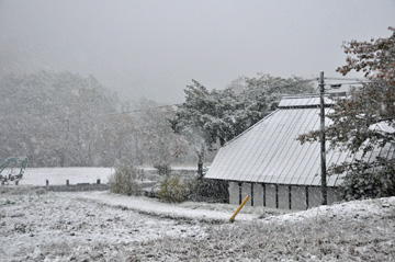 091103初雪1.jpg