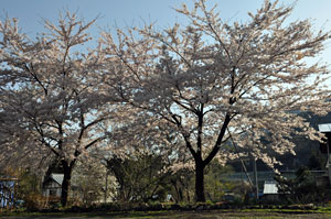 100428sakura1.jpg