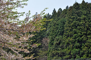 100504sakura1.jpg