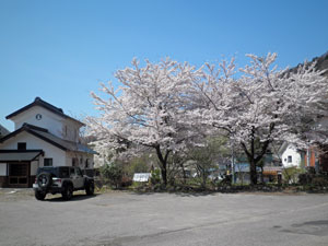 120429sakura.jpg