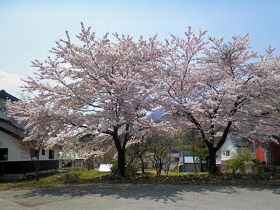 140425sakura.jpg