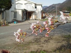 4月27日桜.jpg